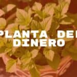 A lush, green Plectranthus verticillatus plant in a decorative pot, glistening leaves, bright natural light, symbolizing prosperity and good fortune, realistic.