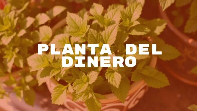 A lush, green Plectranthus verticillatus plant in a decorative pot, glistening leaves, bright natural light, symbolizing prosperity and good fortune, realistic.