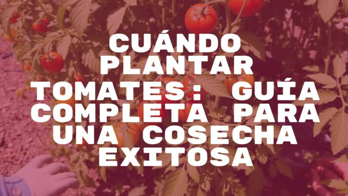 Fresh tomato plants growing in a sunny garden, spring season, vibrant green leaves, ripe red tomatoes, gardening gloves and tools nearby, warm sunlight, realistic.