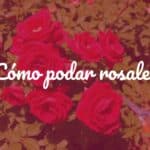 A well-pruned rose bush with vibrant red roses, green healthy foliage, and gardening shears nearby, warm natural sunlight, realistic.