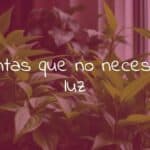 Indoor plants thriving in low light, lush green foliage, cozy dimly lit room, natural and calming atmosphere, realistic.