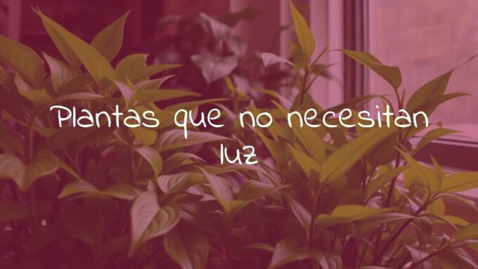 Indoor plants thriving in low light, lush green foliage, cozy dimly lit room, natural and calming atmosphere, realistic.